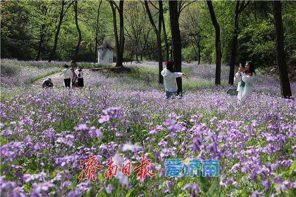 春日限定紫色浪漫！红叶谷二月兰进入最佳观赏期