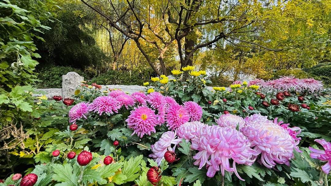 五颜六色，造型各异，趵突泉金秋菊展精品菊撷英