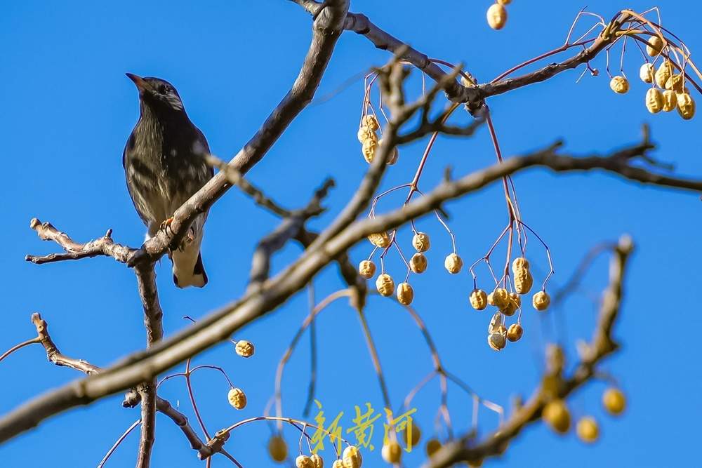“泉”在济南过大年｜新春佳节，济南千佛山上鸟儿欢歌飞舞迎新年