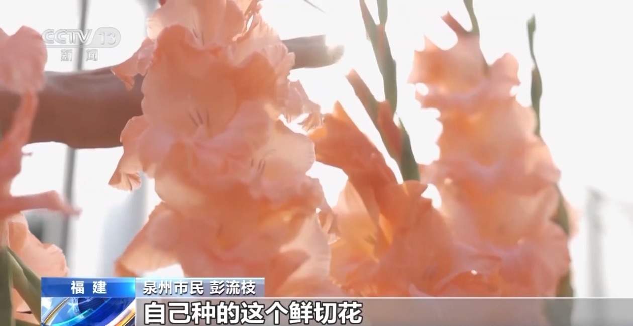 机票、葫芦丝、冰鞋……思路打开！年货可以这样备