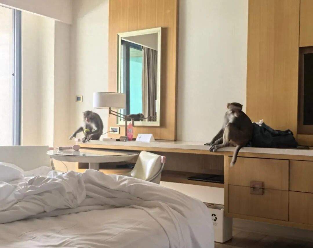 三亚一酒店回应三只猕猴“自带水果”闯入客房：来自鹿回头风景区，避免正面接触，不要对视或采取任何动作