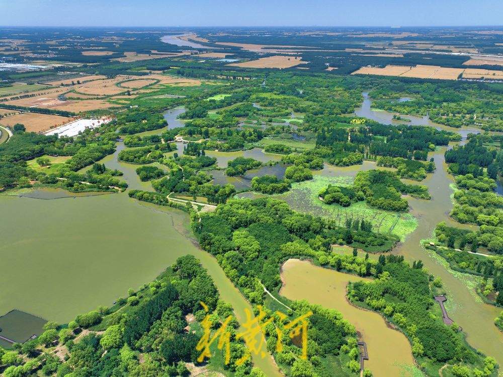 济西湿地盛夏好风光