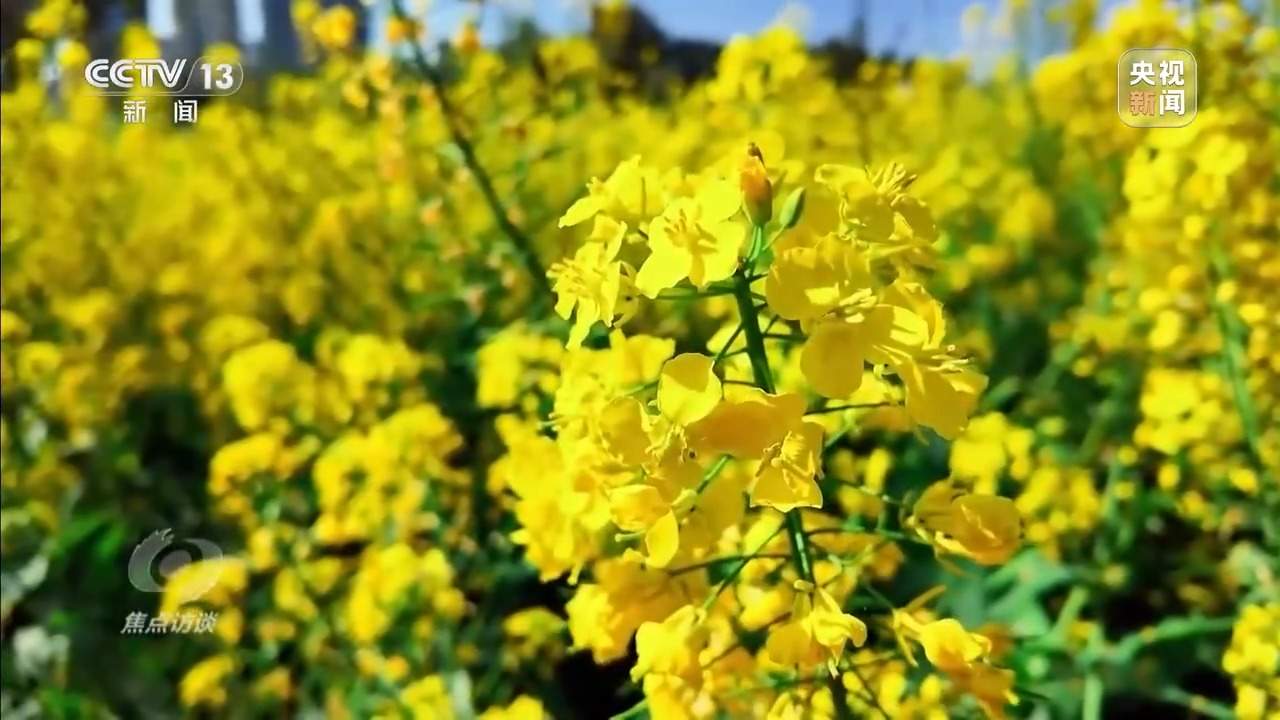 焦点访谈丨从春天出发 春日经济供需两旺活力足