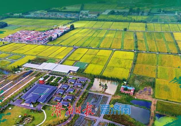 秋染大地看丰景 济南沃野绘新篇