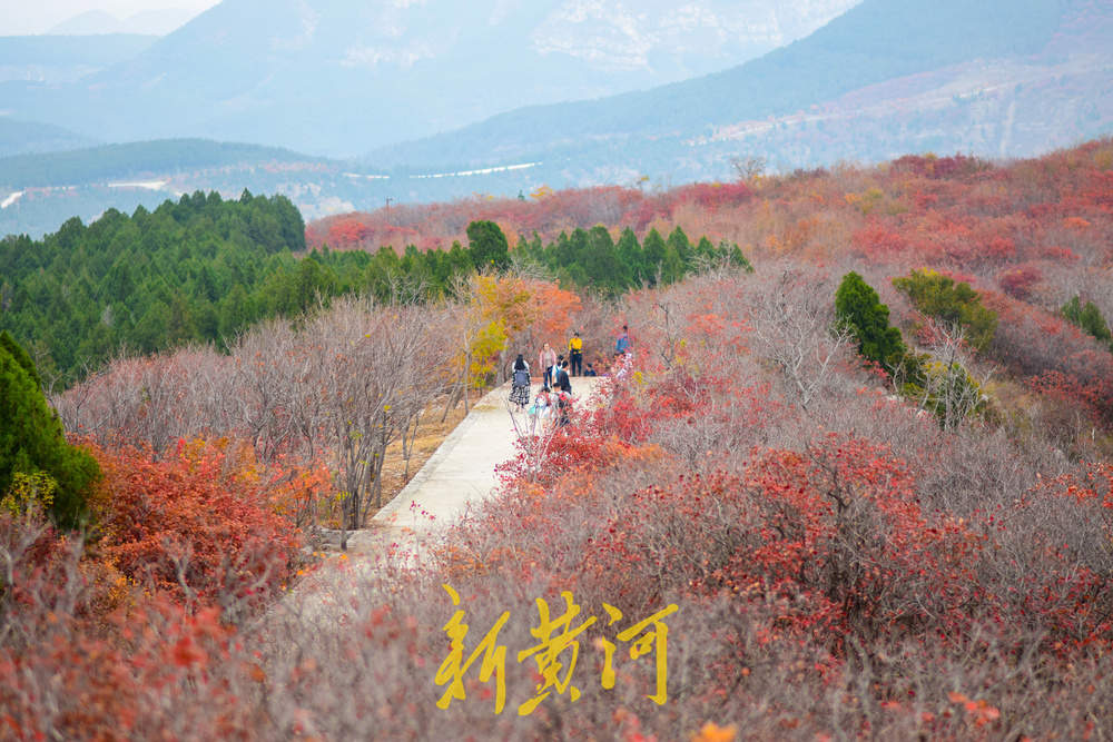 初冬时节红叶漫山，市民纷纷登山赏叶