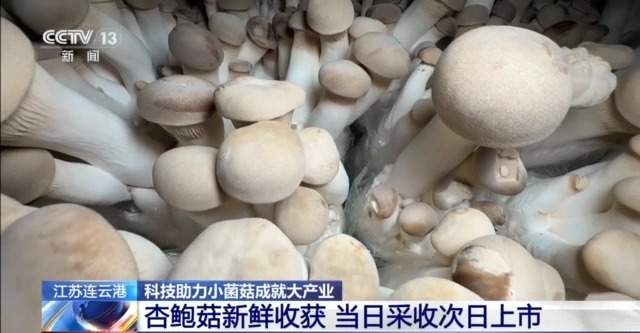 自主育种+智能生产双轮驱动 小菌菇也做成大产业