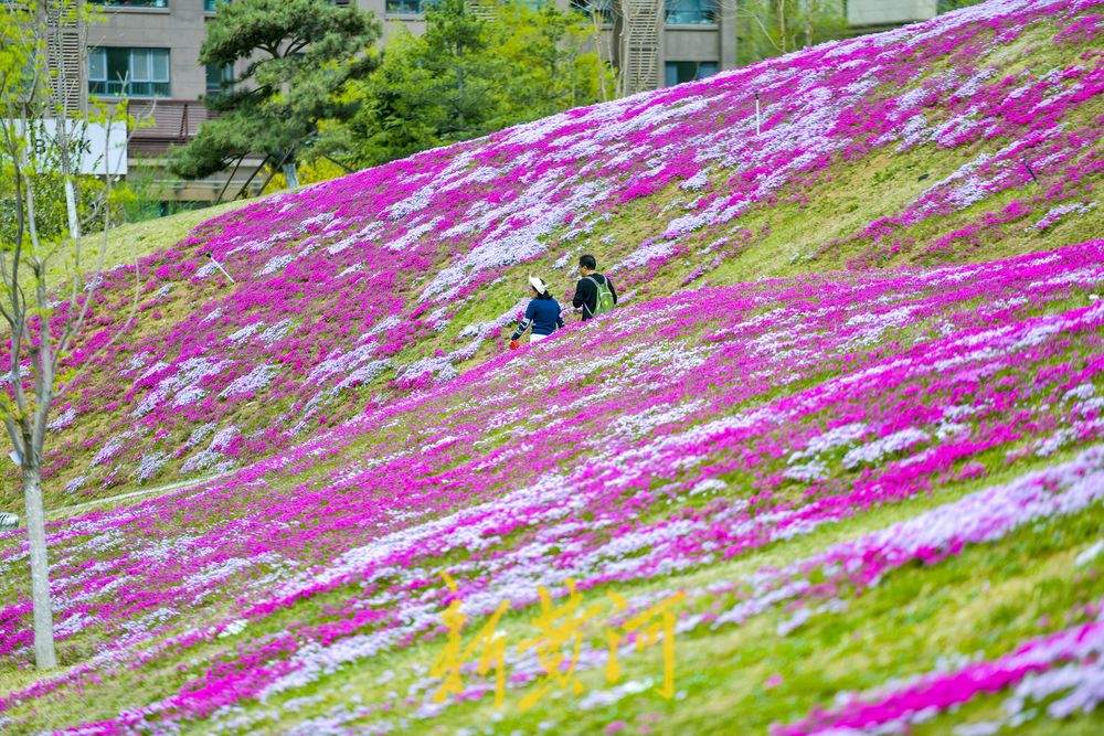 一年四季 泉在济南｜龙鼎大道福禄考花海迎春绽放