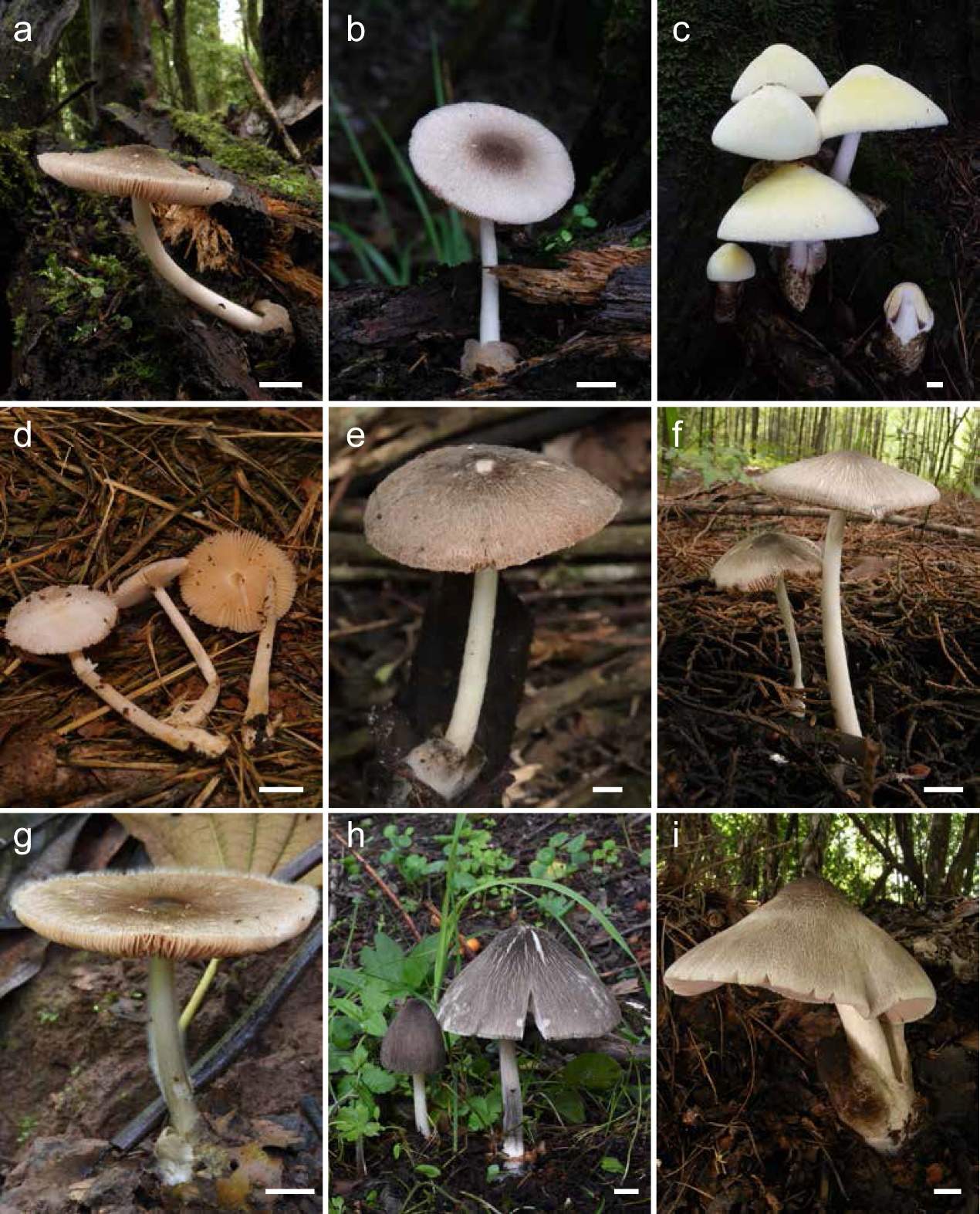 新物种一次性20+！在云南这座大山