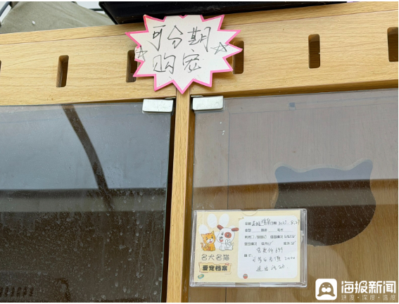 “免费”变“分期”?宠物店暗藏“猫贷”陷阱