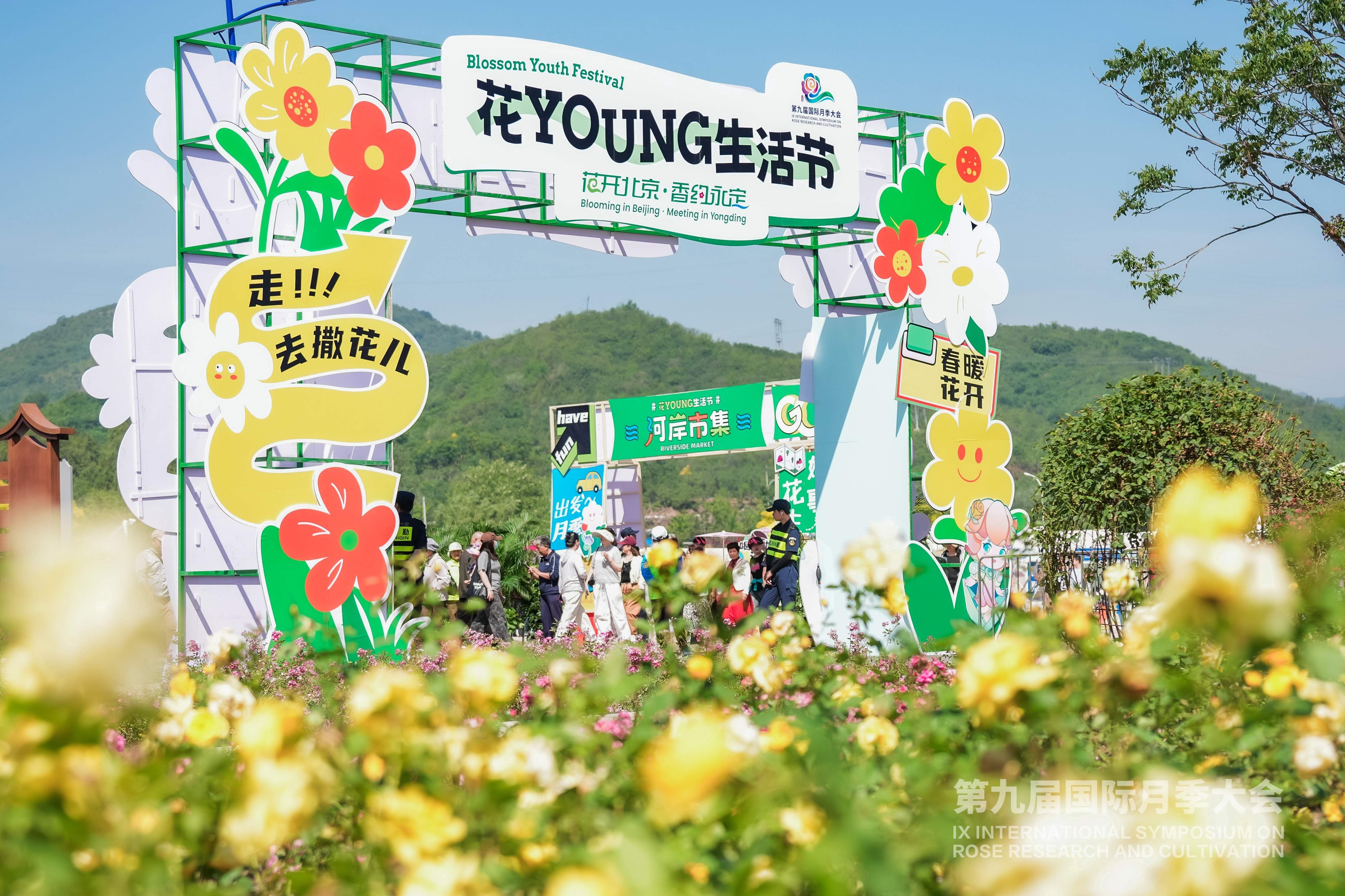 第九届国际月季大会今天开幕 千余品种月季争奇斗艳