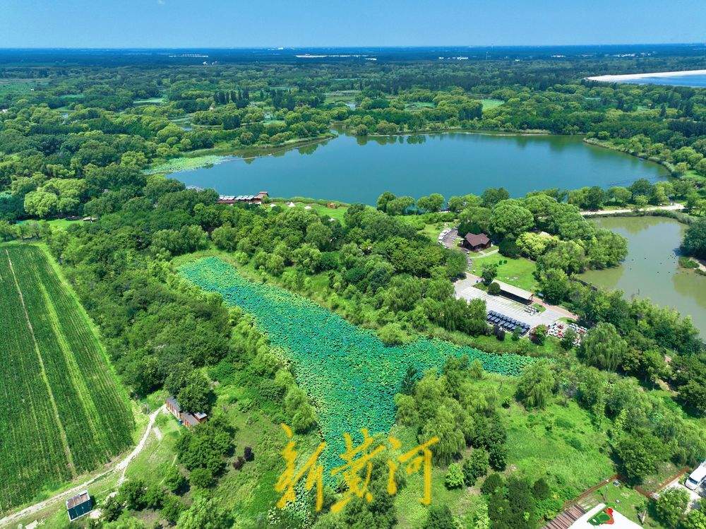 一年四季 泉在济南丨济西湿地“荷柳相伴” 碧连天