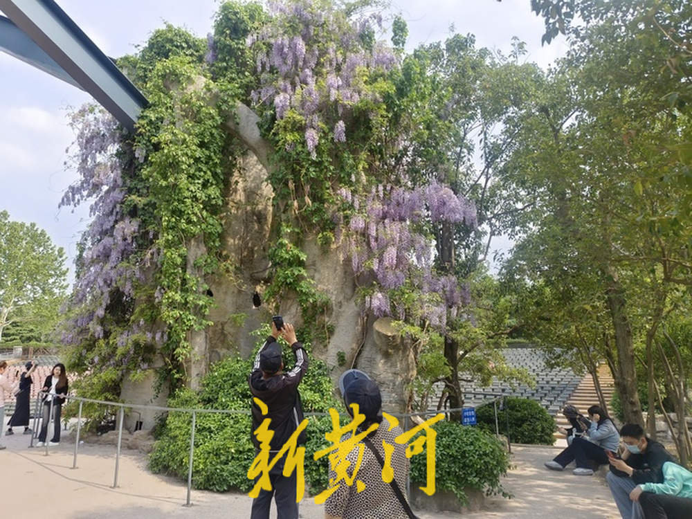 济南紫藤萝瀑布刷屏社交平台，有市民感慨“语文课本照进现实”