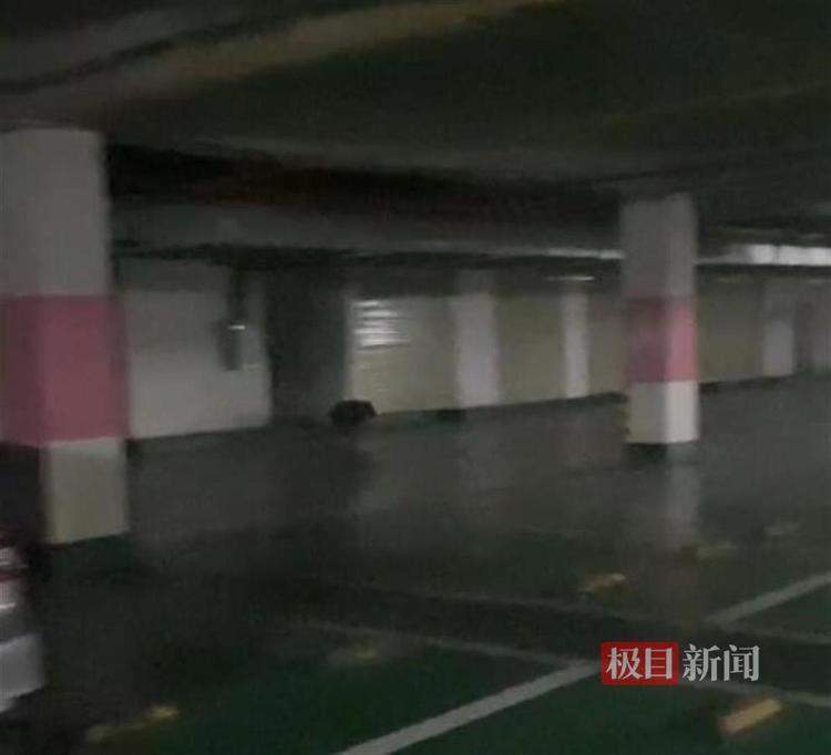 武汉一小区现野猪 社区提醒：切不可与之正面冲突