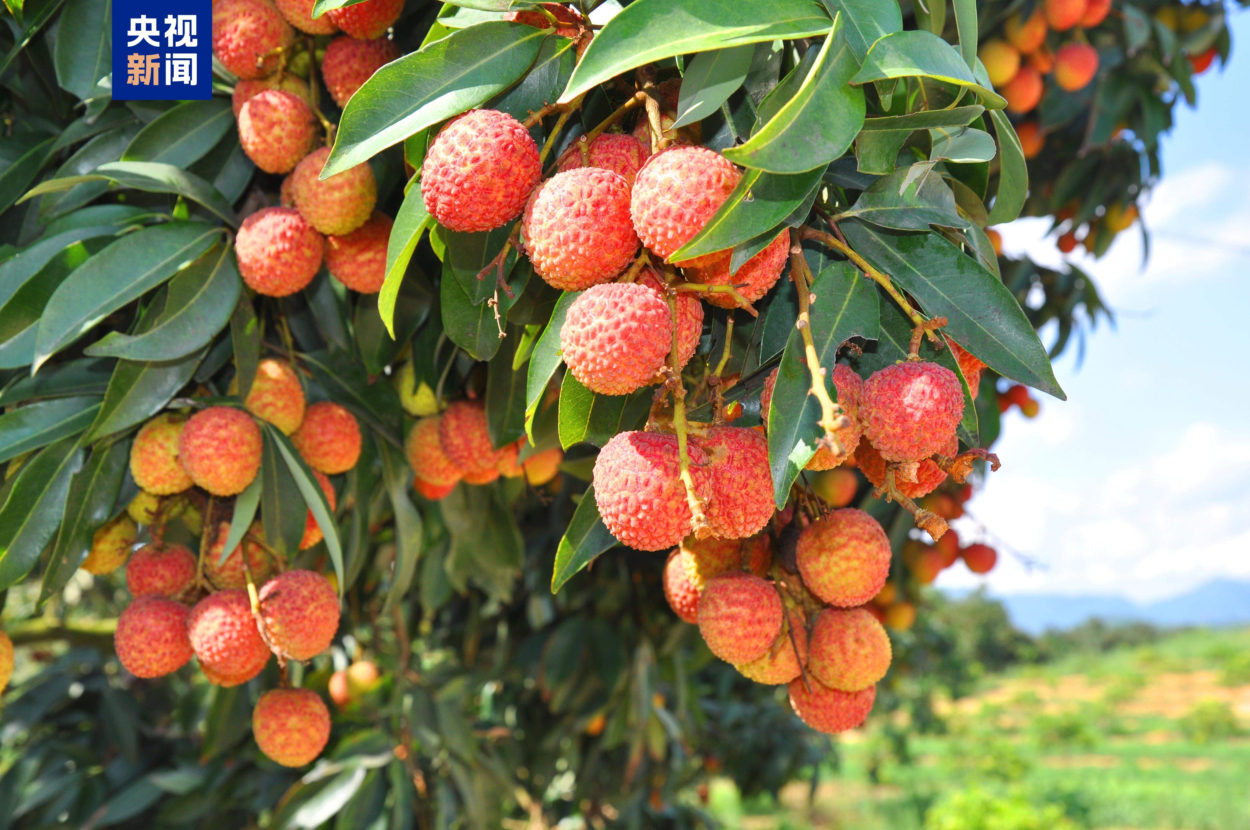 从“一骑红尘”到“一键下单” 岭南荔枝来了