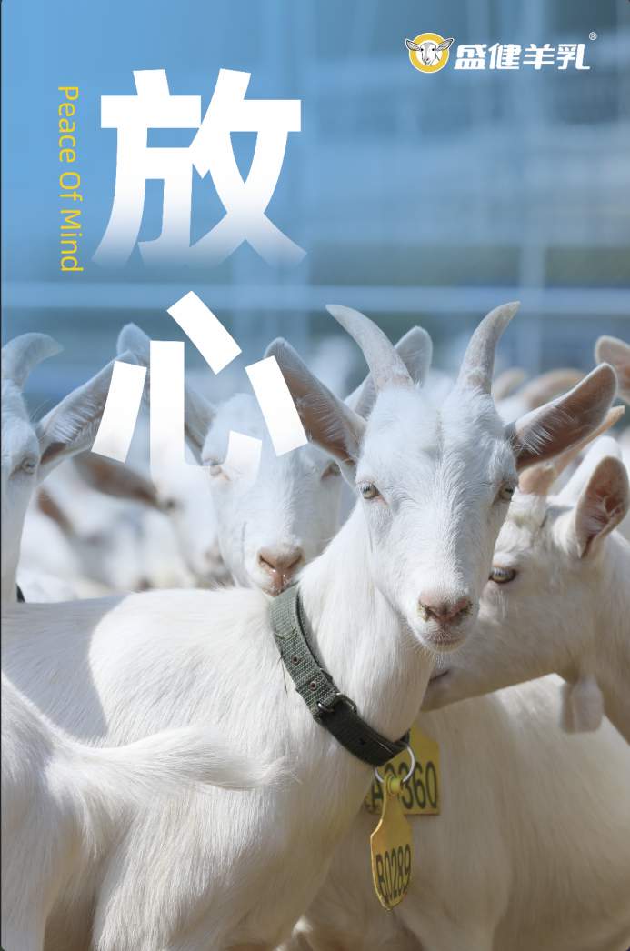 破解假奶乱象!盛健羊乳一杯放心真羊奶的诞生