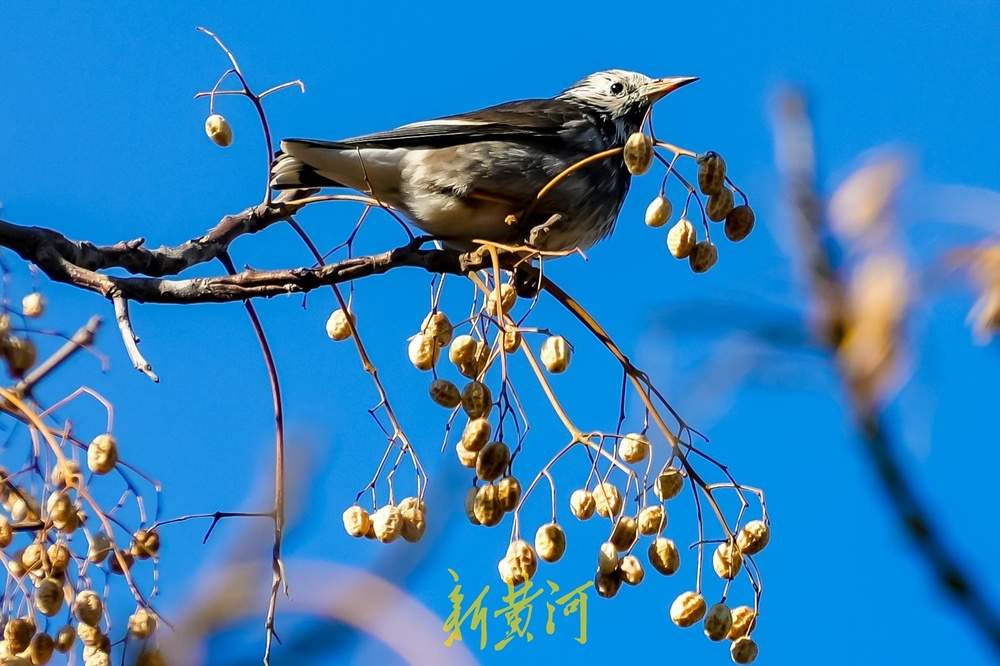 “泉”在济南过大年｜新春佳节，济南千佛山上鸟儿欢歌飞舞迎新年