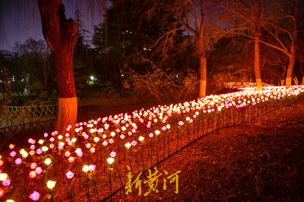 泉畔新春灯饰亮相 玫瑰花海与芦苇光影共绘泉城夜色