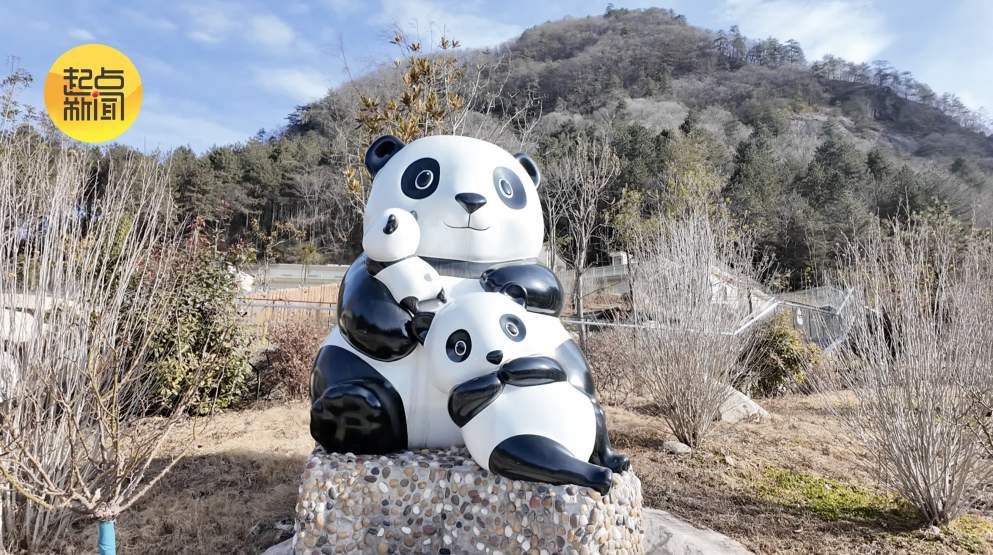 新春走基层丨秦岭深处的“熊猫妈妈”