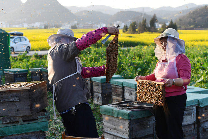 中国经济样本观察·县域样本篇丨小小油菜花何以“绽放”近百亿元产业？