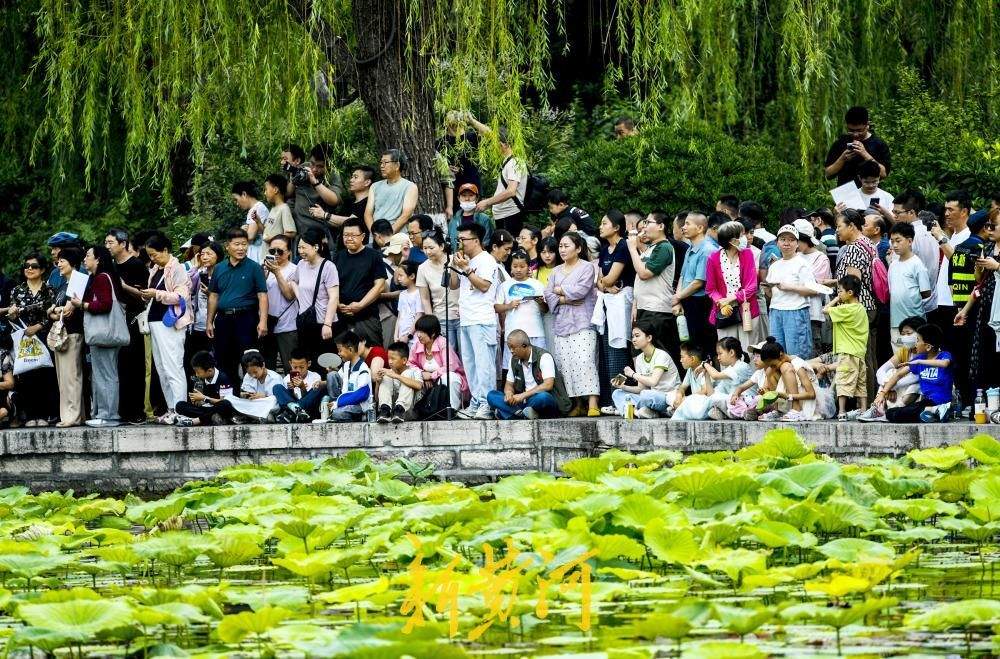 明湖龙舟成假期顶流 数万游客沿湖围观济南端午盛事