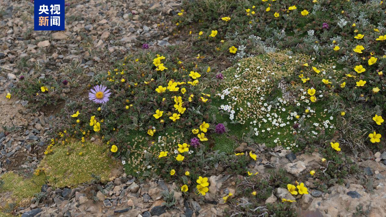 第二次青藏科考队发现青藏高原近400米最厚冰川