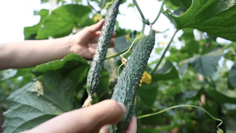 科技报国的时代答卷｜守护民生之“芯”：黄瓜“芯”的创新征途