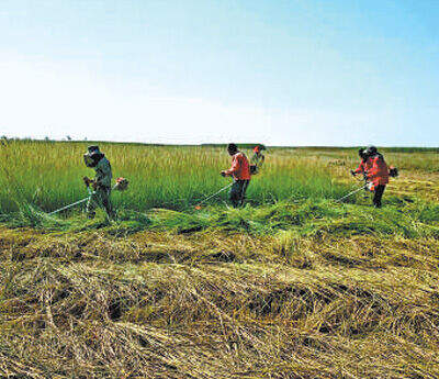 人民日报记者一线调研:山东东营黄河口治“草”记