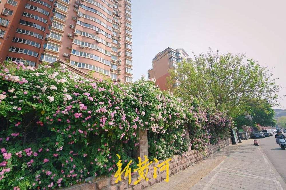 济南明湖北路蔷薇花浪漫上线