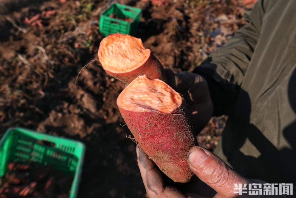 盐碱地上的“甜蜜”