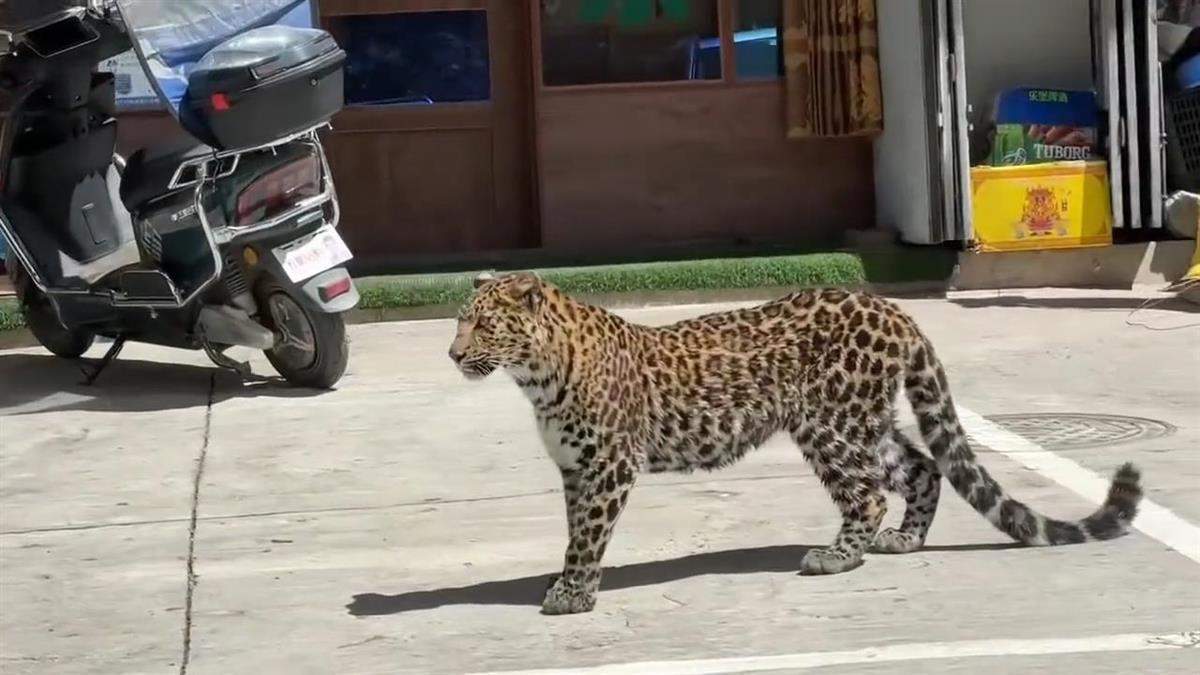 一只金钱豹到四川白玉县城区“悠闲”遛弯，官方：系野生金钱豹，已放归