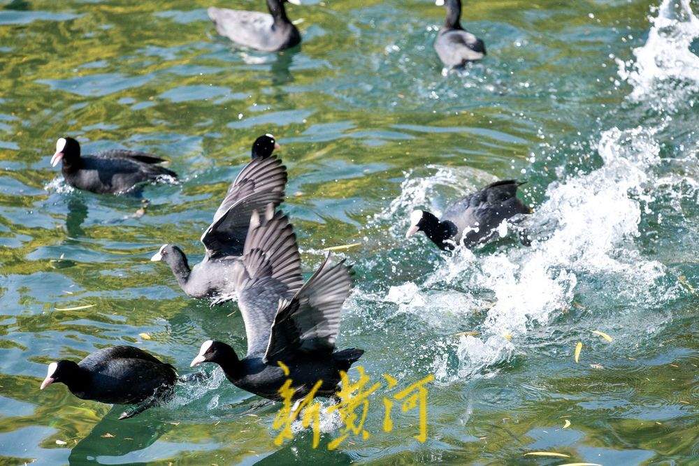 白骨顶鸡逐浪济南大明湖 保护动物见证泉城生态之美