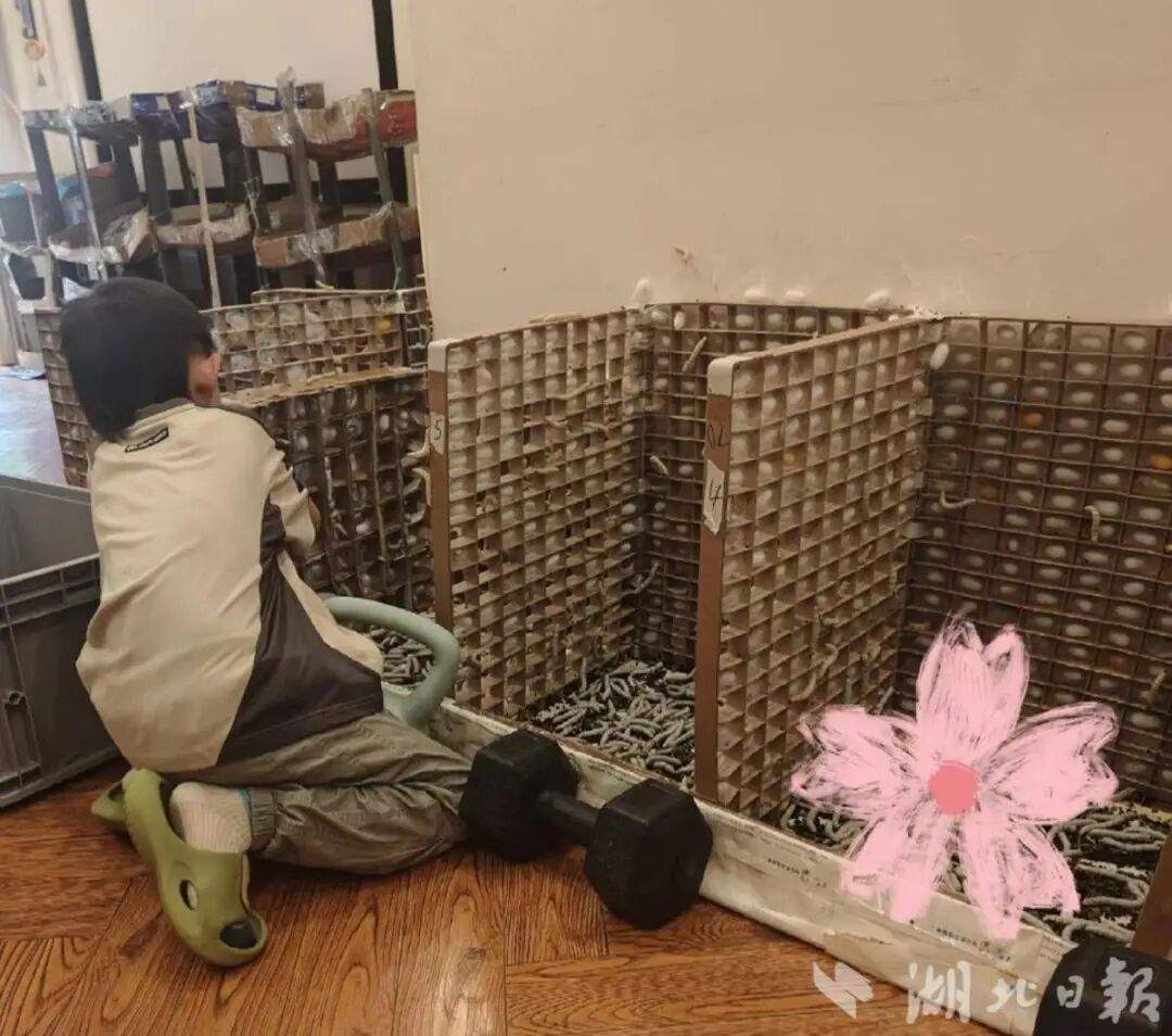 儿子说想做蚕丝被，妈妈网购1万粒蚕卵，耗时64天手搓两床蚕丝被