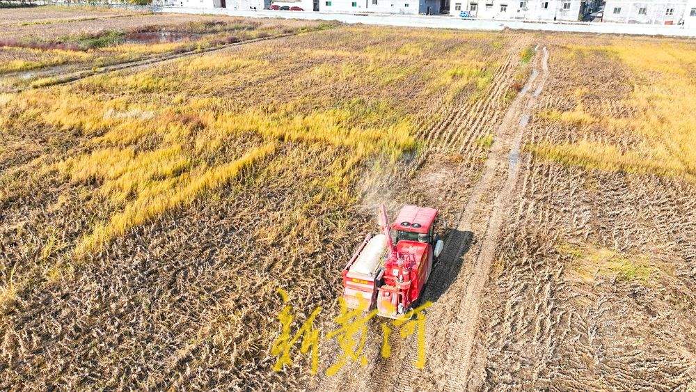 济南秋收颗粒归仓：机器轰鸣收割大豆，人工拾穗紧随其后