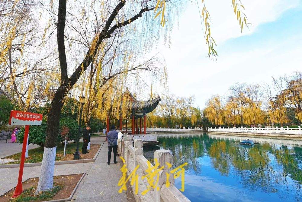 济南珍珠泉畔杨柳轻垂，尽显冬日胜景