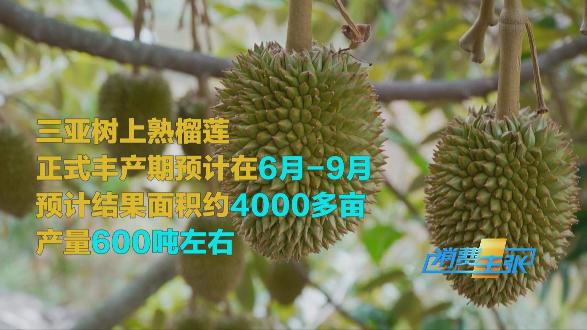 榴莲价格走低 首批国产“树上熟”榴莲也将上市!口感如何?