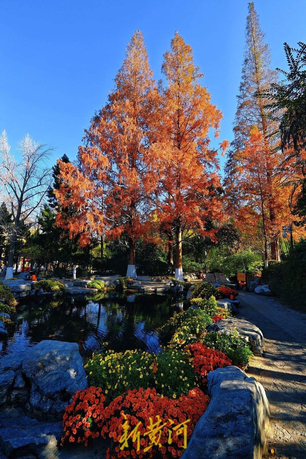 趵突泉畔水杉染红妆，与冬菊相映衬，视觉效果“拉满”
