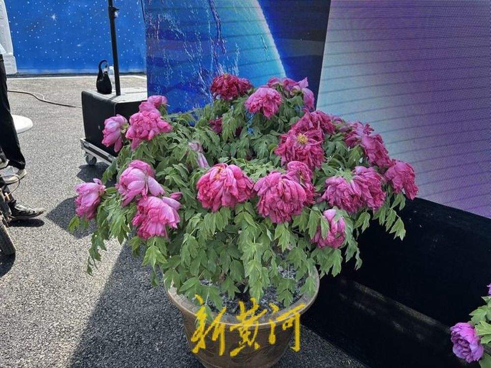 等“摘星人”回家！太空牡丹“神舟紫楼”“神舟红”栽种到宋令东老家