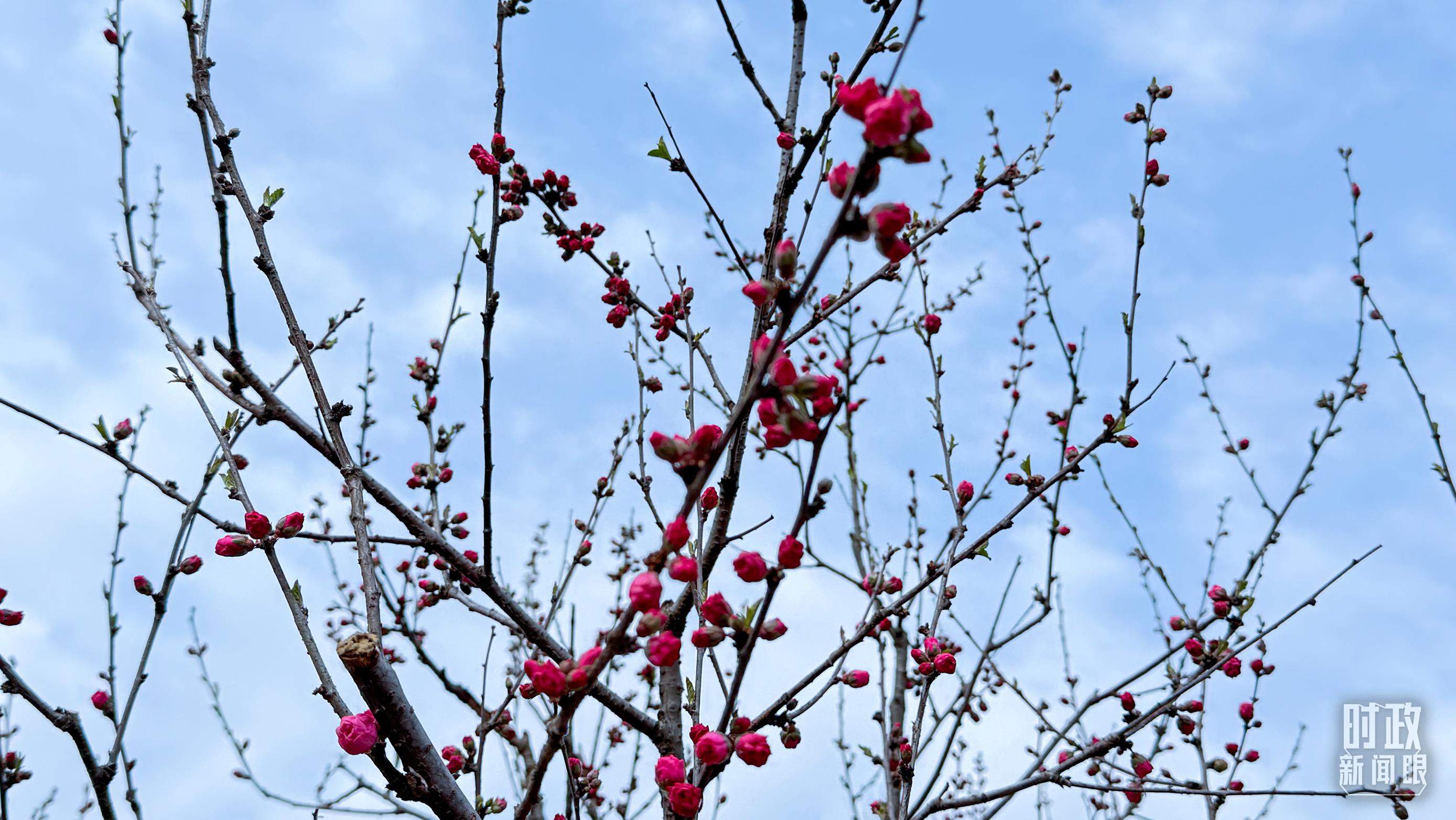 时政新闻眼丨在首都义务植树活动现场，习近平强调这件利国利民的大事