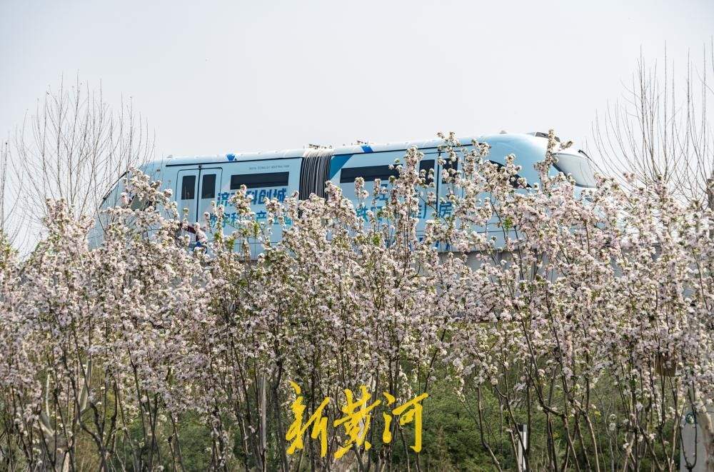 一路繁花！跟随云巴开往济南的春天