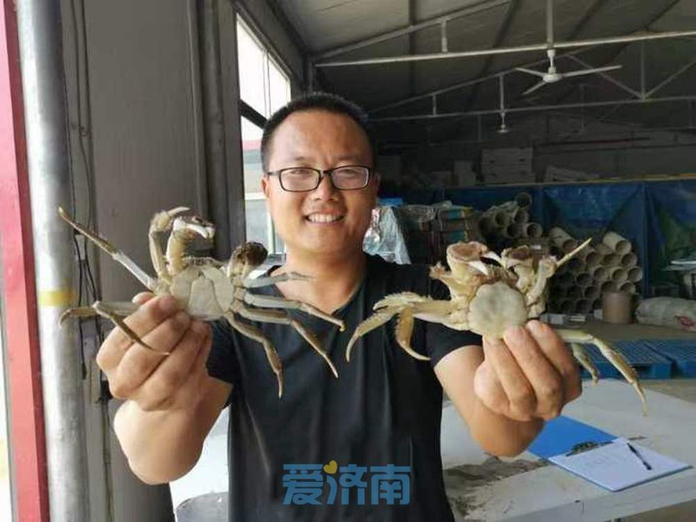 大闸蟹即将批量上市，济南市场9成以上是南方蟹