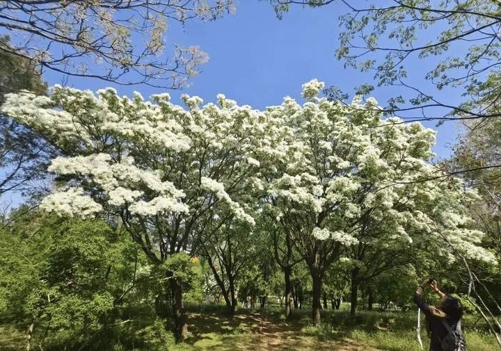 素衣流苏，花开如雪 千佛山邀您共赏流苏盛放