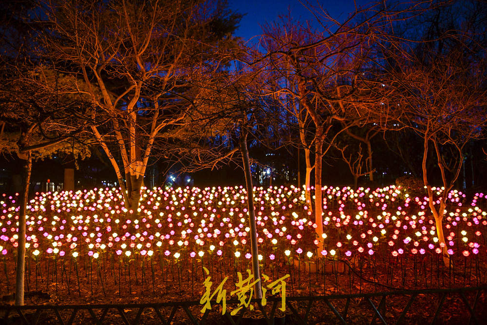 泉畔新春灯饰亮相 玫瑰花海与芦苇光影共绘泉城夜色
