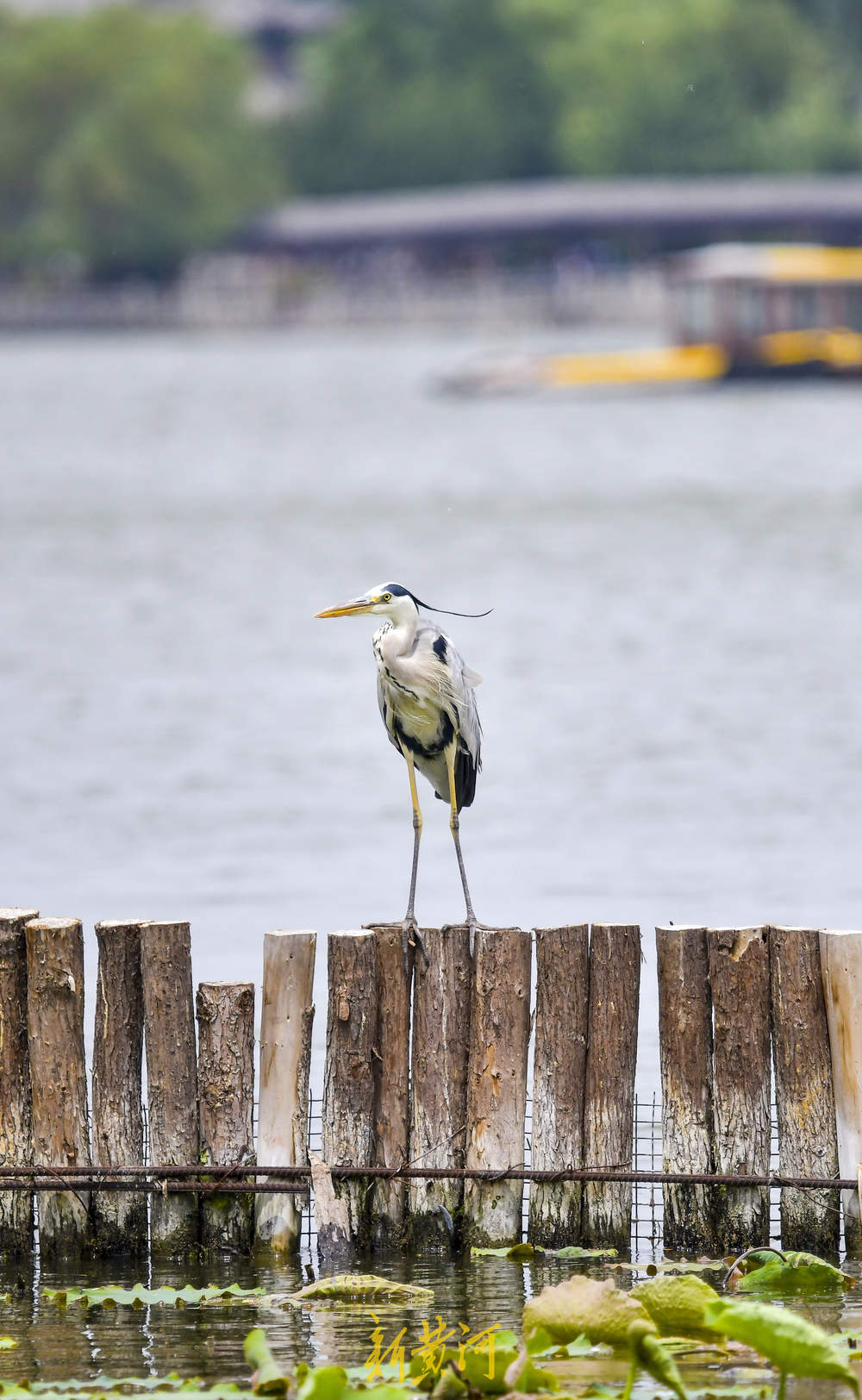 初夏野生鸟大明湖“撒欢”展翅觅食四连拍