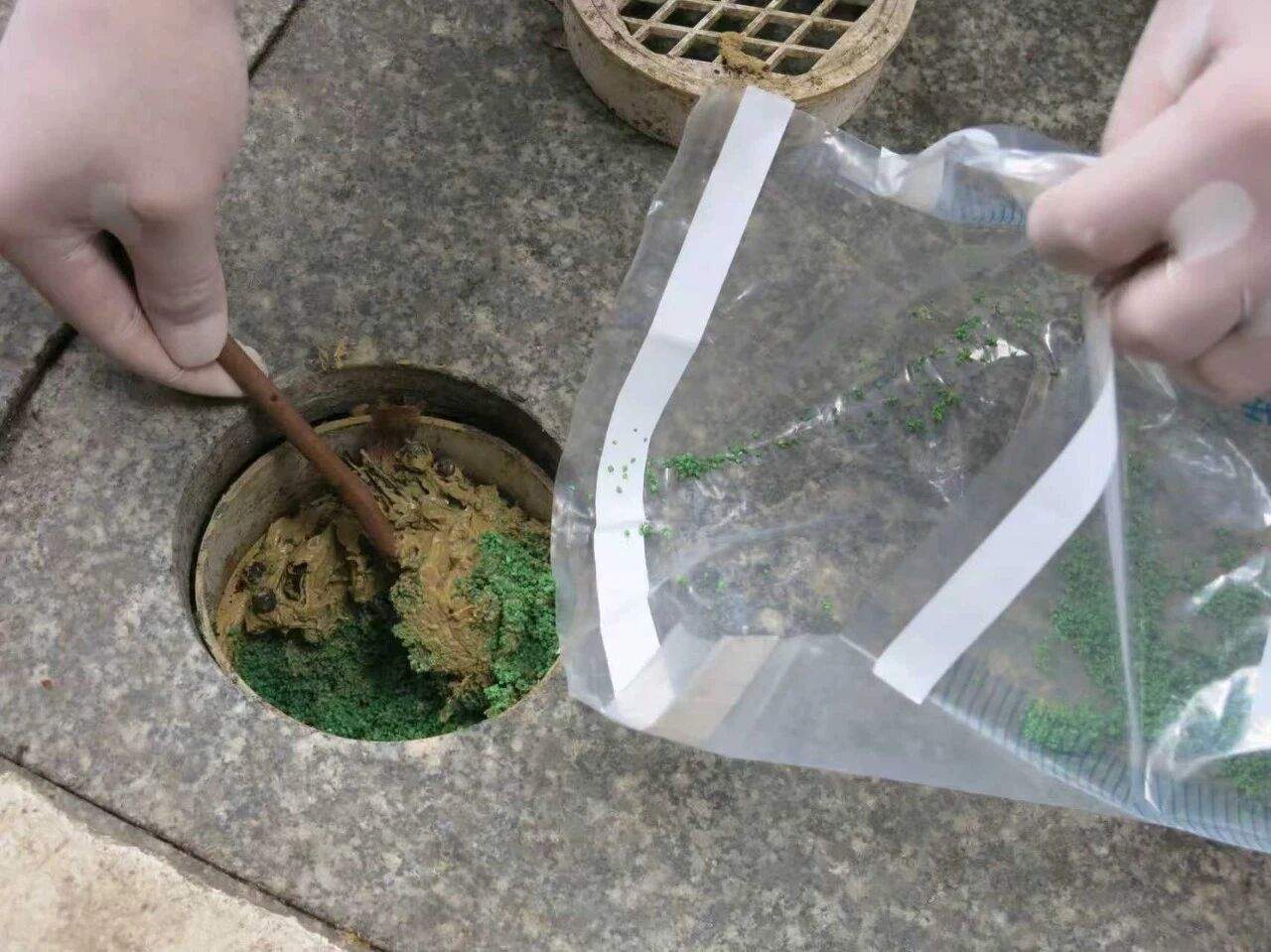 男子多次给220年珍贵古树投毒，竟是这个原因