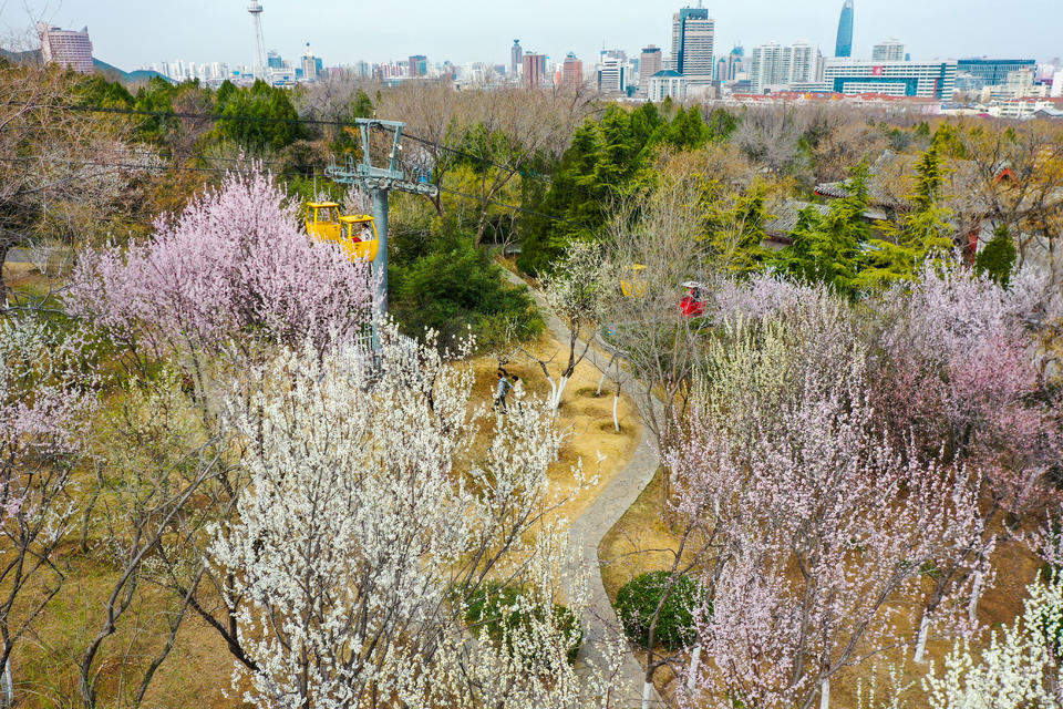航拍济南千佛山桃园，桃红杏白构成粉白花海