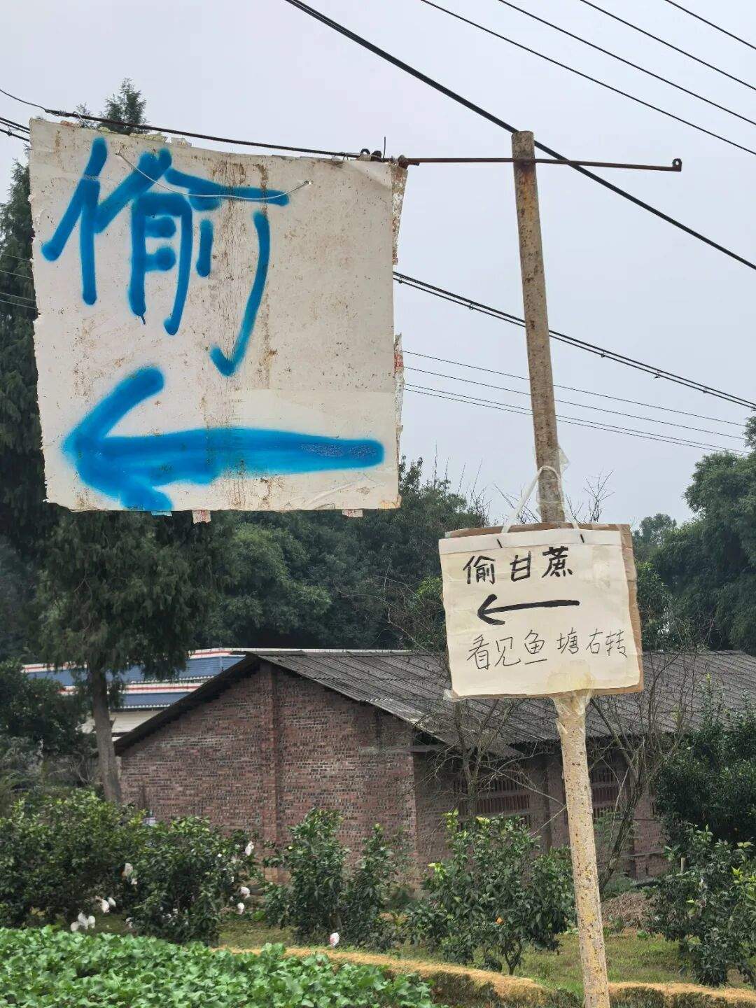 四川眉山“偷甘蔗”现场：民警到场维持秩序，老板称以前想当网红，现在累得笑不出来