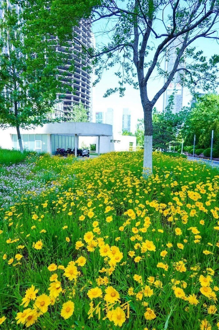 绸带公园花海绽放，济南CBD绘就现代都市浪漫画卷
