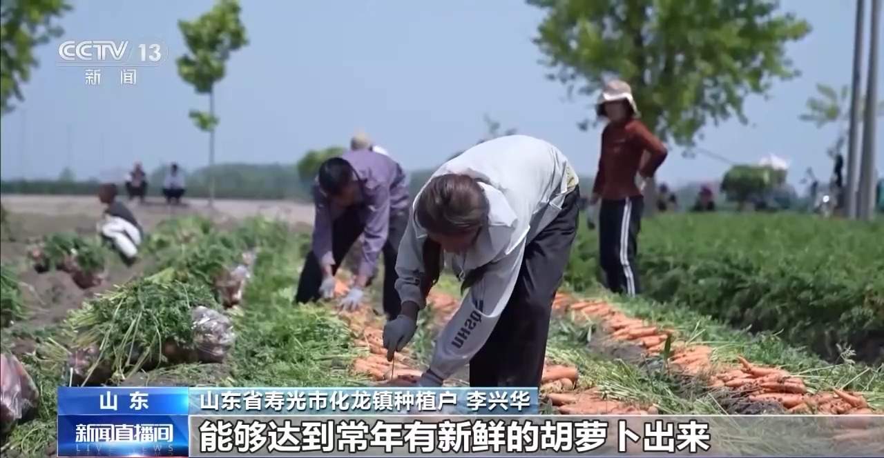 全国种，全球卖，寿光胡萝卜出圈！