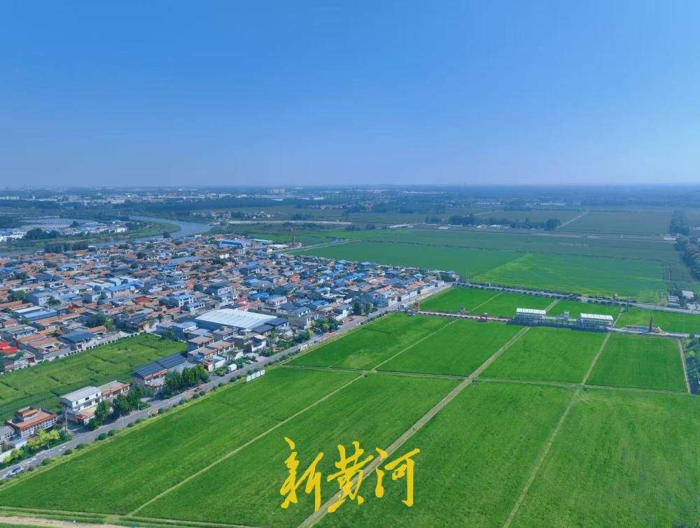 地铁直达，济南曲家庄村稻田美出圈