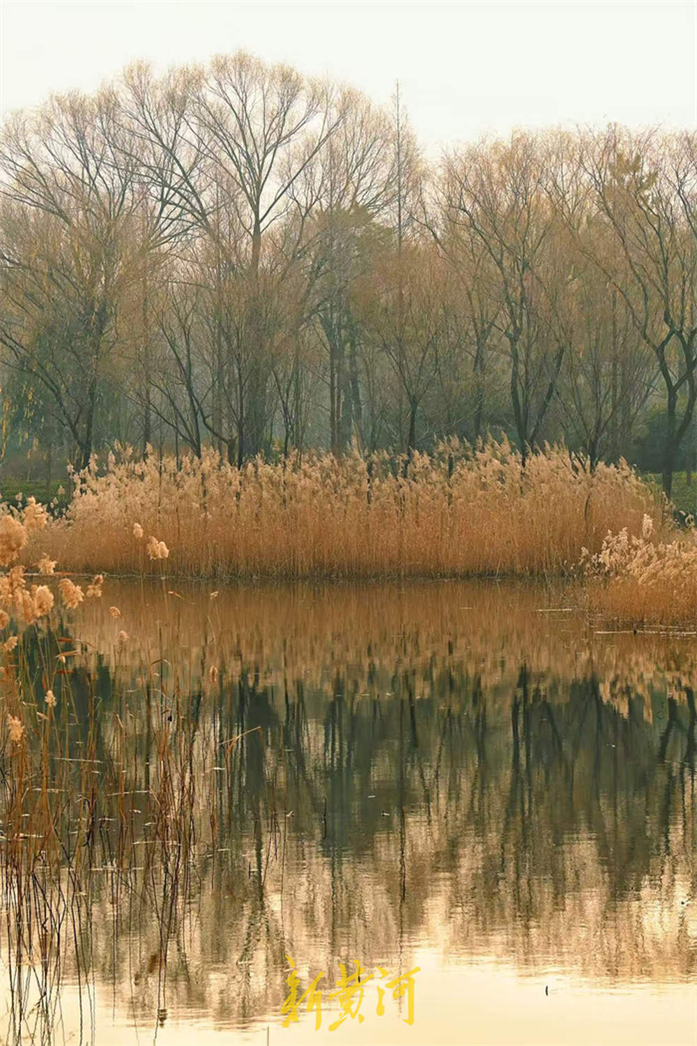 冬日芦苇别样美
